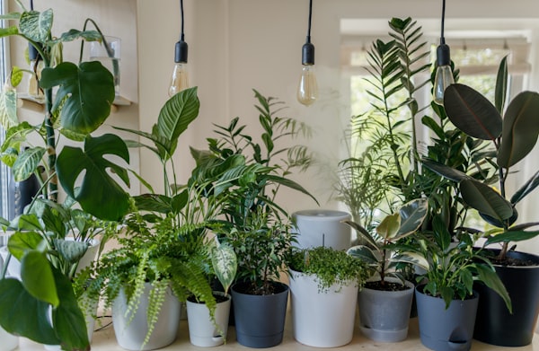Pest & Disease Treatment