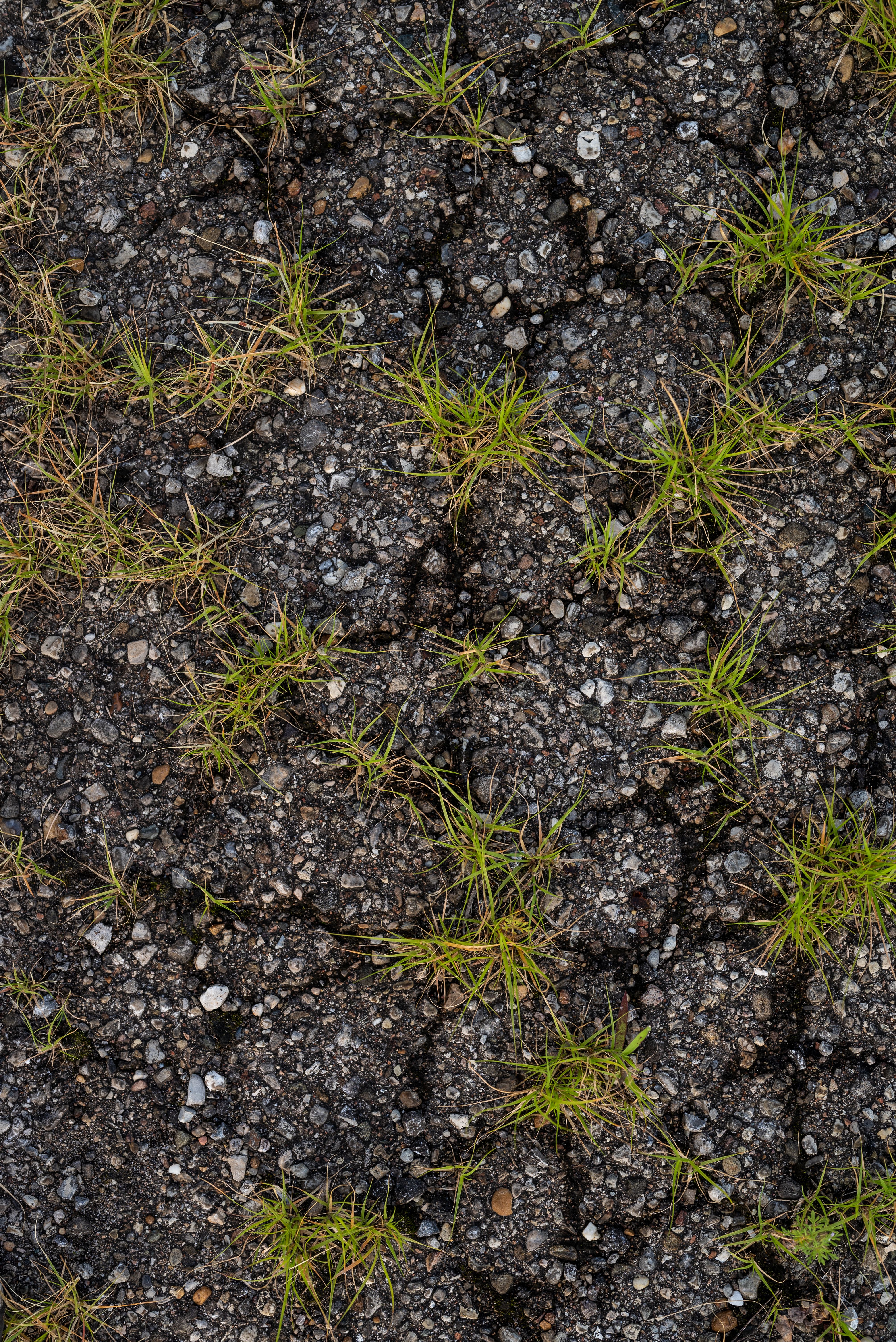 Soil Rehabilitation